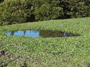 Dewpond in Hawkes Bay NZ